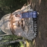 IMG_21486183eff4dcffa4.48757898.jpg